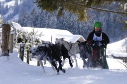 Lenk 2013